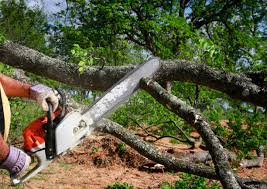 Lawn Pest Prevention in Rafter J Ranch, WY